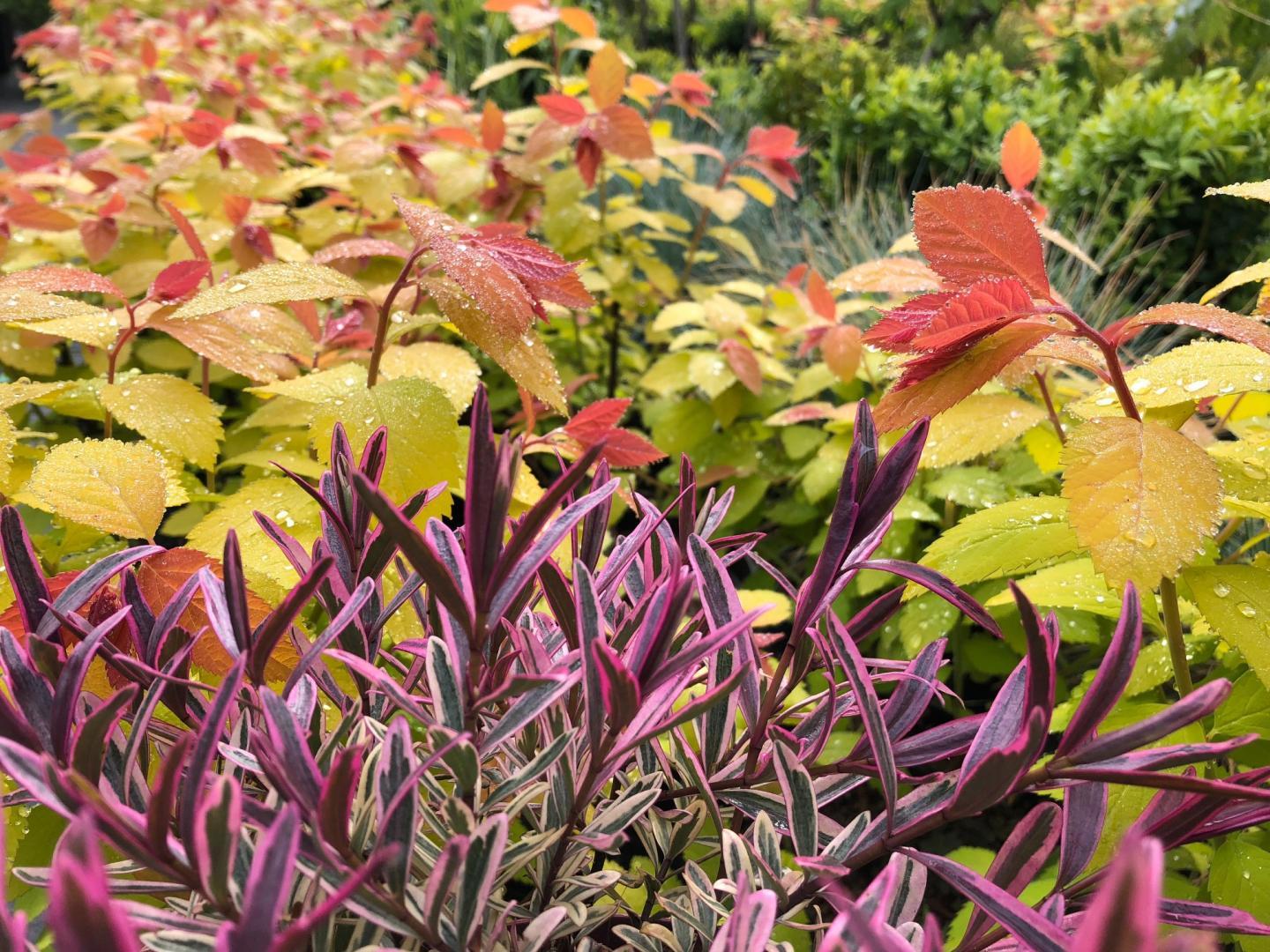 Vente de plantes vertes Neuviller-sur-Moselle