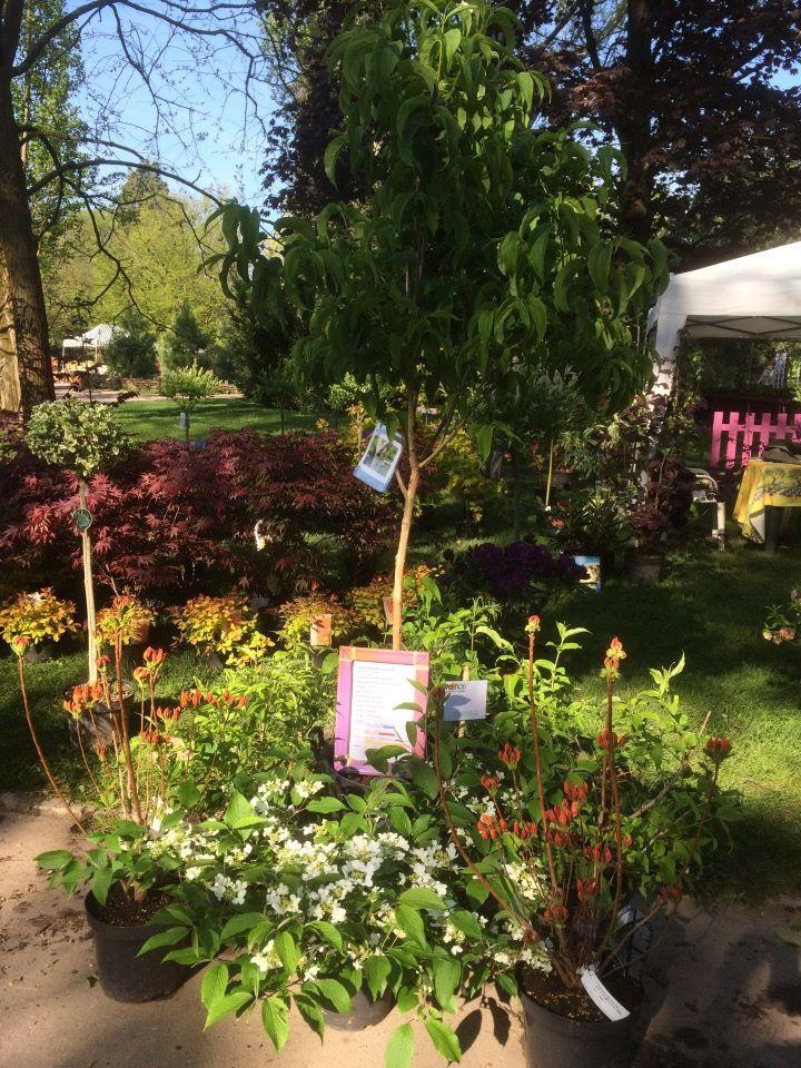 Vente de plantes vertes Nancy