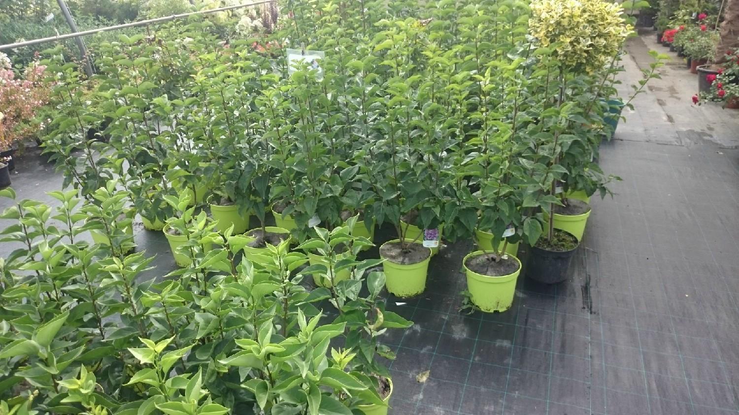 Vente d'arbres Neuviller-sur-Moselle